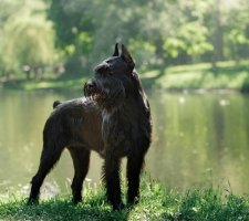 Ризеншнауцер куче (ризеншнауцер) описание на породата, снимките, цената на кученцата, прегледи