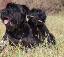 Собака різеншнауцер (гігантський шнауцер) опис породи, фото, ціна цуценят, відгуки