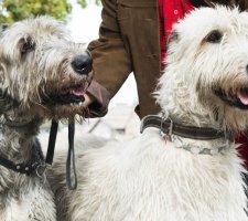 Óriás schnauzer kutya (óriás schnauzer) egy leírást a fajta, fotók, az ár a kölykök, vélemények