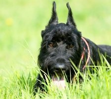 Óriás schnauzer kutya (óriás schnauzer) egy leírást a fajta, fotók, az ár a kölykök, vélemények