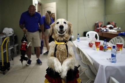 Dog-dans kerry, yondoo