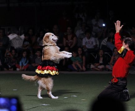 Kutya tantsevaka Kerry, yondoo