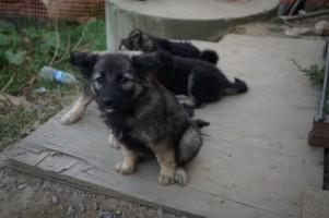 Câini și pisici în mâini bune