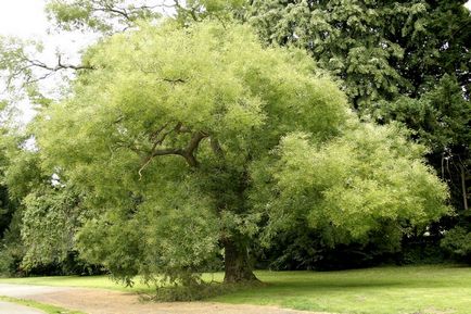 Sophora utilizarea japoneză în medicina populară, contraindicații, proprietăți utile, medicamente,