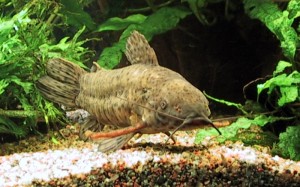 Catfish tarakatum, pește de acvariu