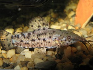 Catfish tarakatum, pește de acvariu