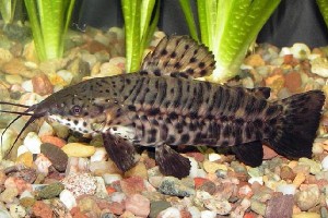 Catfish tarakatum, pește de acvariu