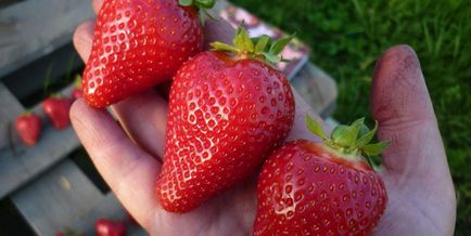 Soiuri de căpșuni - 71 de fotografii în revizuirea celor mai bune hibrizi și metodele de îngrijire!