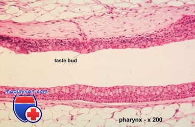 Tumorile vasculare ale stomacului