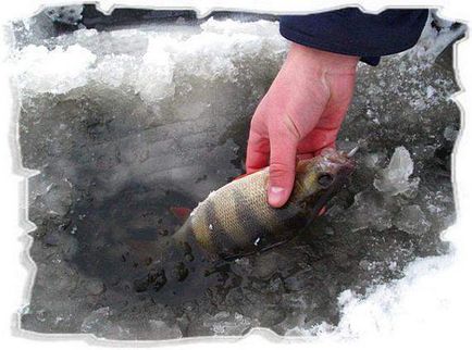 Tippek halászat sügér a tél, a sikeres horgászat