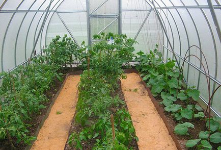 Compatibilitatea culturilor de legume la plantarea în plante de plante de plante de policarbonat, plantare