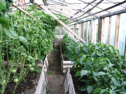Compatibilitatea culturilor de legume la plantarea în plante de plante de plante de policarbonat, plantare