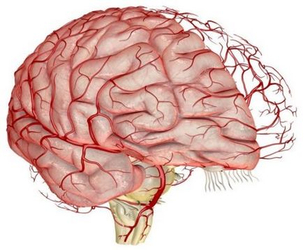 Spasmul vaselor cerebrale îndepărtat prin metode interne, uflebologa