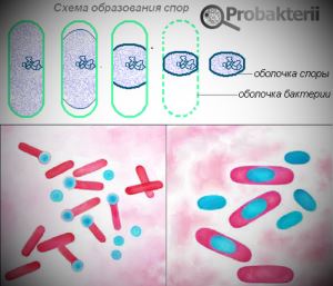 Bacteriile care formează bacteriile care sunt și care sunt tipurile lor