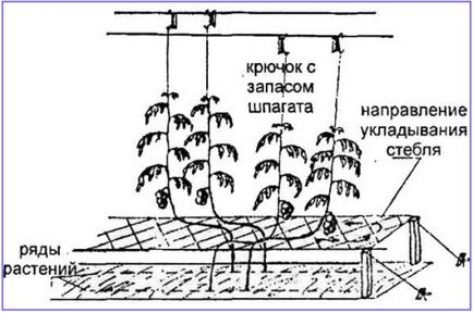 Спосіб вирощування високорослих томатів