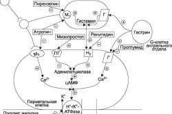 середовище шлунка