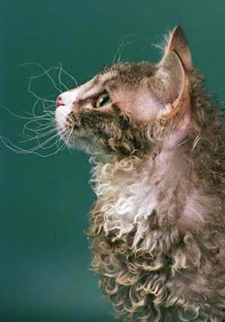 Статті і публікації етюд в кучерявих тонах - породи кішок
