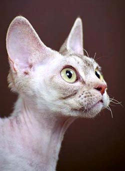 Статті і публікації етюд в кучерявих тонах - породи кішок