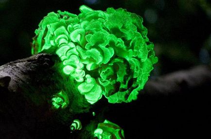 Descrierea și fotografia cu ciuperci strălucitoare