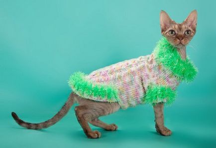 Зв'язати гачком одяг для кошеняти - як зв'язати кішці одяг светр для кота рукоділля