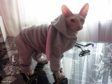 Зв'язати гачком одяг для кошеняти - як зв'язати кішці одяг светр для кота рукоділля