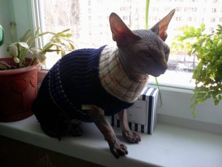 Croșetați hainele pentru pisoi - cum să legați hainele pisicilor de pulovere pentru obiectele de artizanat ale pisicilor