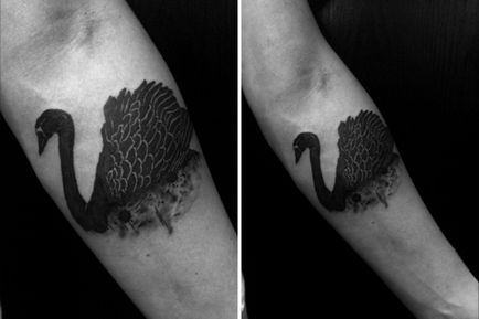 Tattoo lebădă - valoare, fotografie - bară de studio tatuaje