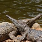 Valoarea tatuajului de crocodil, fotografie și schițe