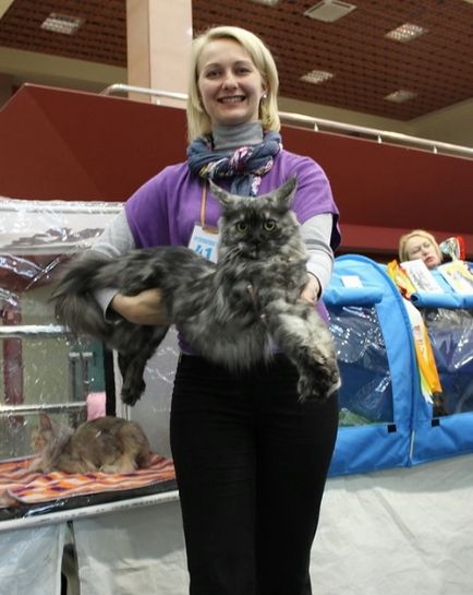 Műszaki jellemzők a Maine Coon sértetlen, coonvill