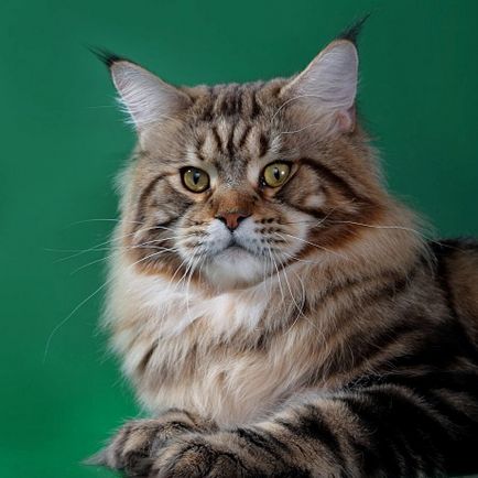 Maine Coon specificații în configurație completă, coonvill