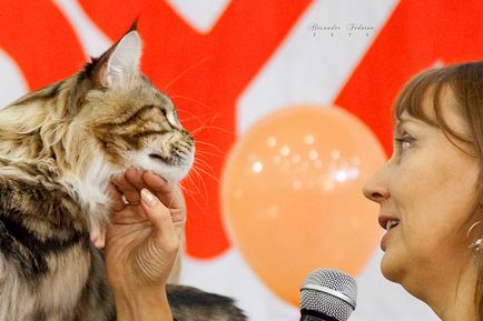 Műszaki jellemzők a Maine Coon sértetlen, coonvill