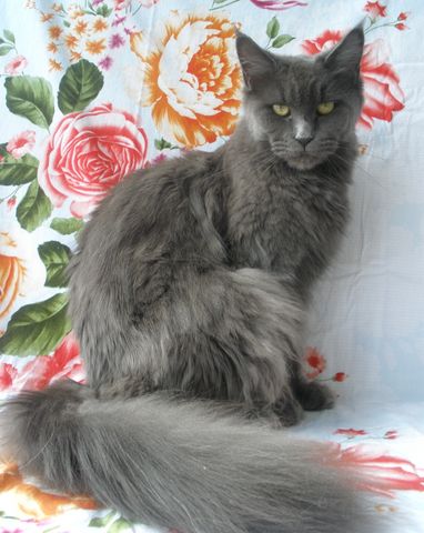 Maine Coon specificații în configurație completă, coonvill