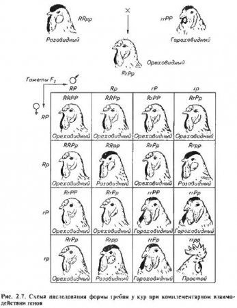 Типи взаємодії неалельних генів - все про тваринництво