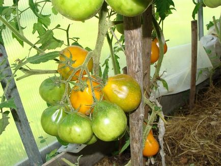 Tomată galbenă de tomate descrierea unui soi de roșii cu o fotografie