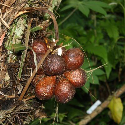 TOP - 20 a leginkább egzotikus gyümölcsök a világ