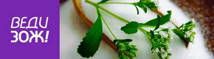 Herb Stevia beneficiază și dăunează proprietăților vindecătoare