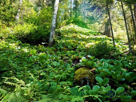 Al treilea este râul Oirok de pe Altai, malul lacului Teletskoye