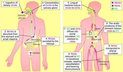 Transformări uimitoare ale nitraților în organism