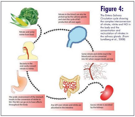 Transformări uimitoare ale nitraților în organism