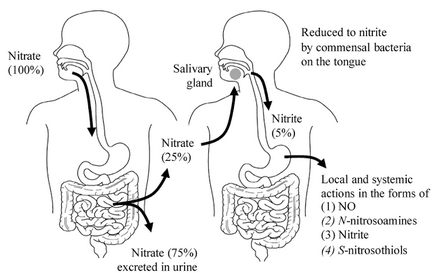 Transformări uimitoare ale nitraților în organism