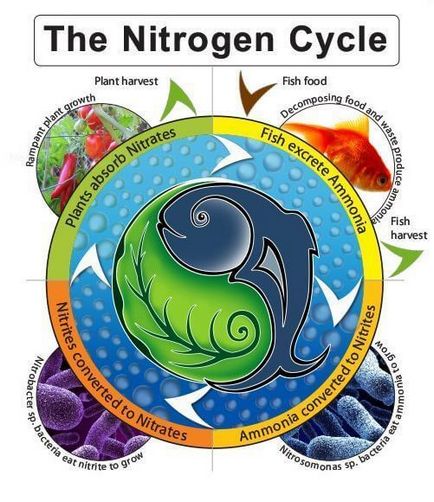 Transformări uimitoare ale nitraților în organism