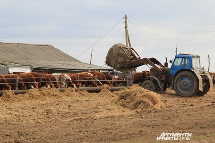 La cine umed mai multe vaci străine mulțimea internă în ferme, carieră și afaceri, bani,