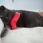 Pisica mușcată a umflat mâna sau mâna decât să trateze, a umflat un deget ce să facă sau să facă, dacă a fost mușcat de o pisică până la o casă de sânge
