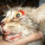 Вкусила кішка опухла рука ніж лікувати, опух палець, що робити, якщо вкусила кішка до крові домашня