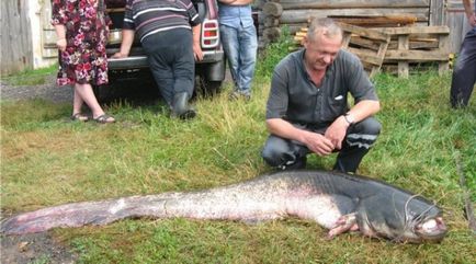 Lehetőségek gyönyörködtető harcsa csali