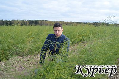 În districtul Yegoryevsky, sparanghelul este cultivat - 