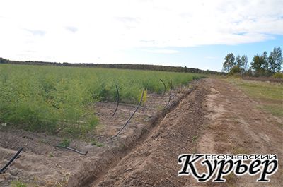 În districtul Yegoryevsky, sparanghelul este cultivat - 