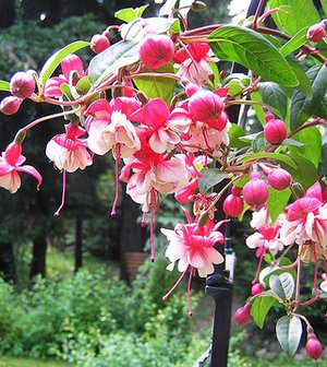 Fuchsia magnifică în grădină și în grooming