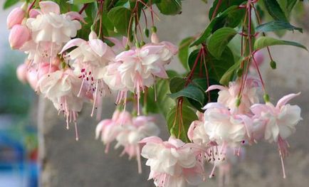 Fuchsia magnifică în grădină și în grooming