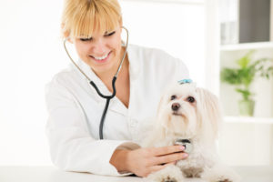 Vetclinic Marianne - 7 (499) 350-67-09